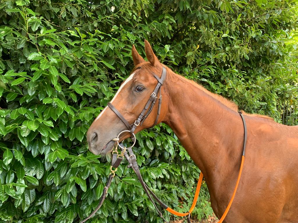 ANNUARIO DEL PUROSANGUE 2024